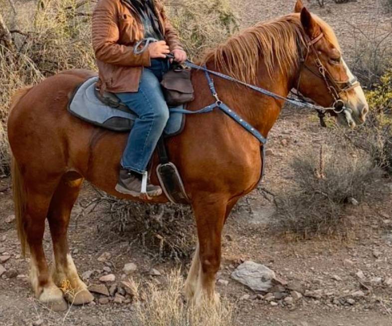 Babe, a Belgian Draft horse at Catalina Riding Club in Tucson, Arizona