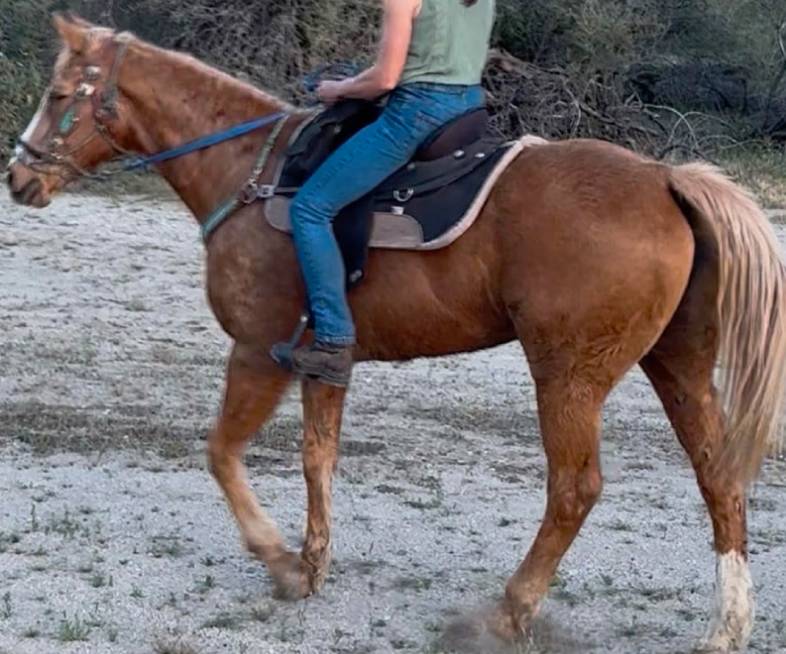 Barbie, a golden palomino horse at Catalina Riding Club in Tucson, Arizona