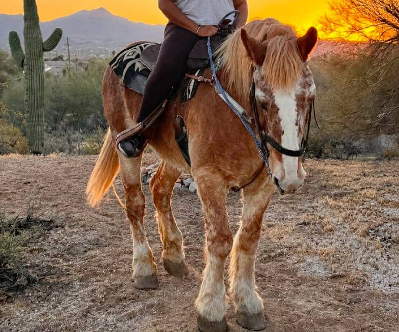 Belle, a gentle trail horse at Catalina Riding Club in Tucson, Arizona