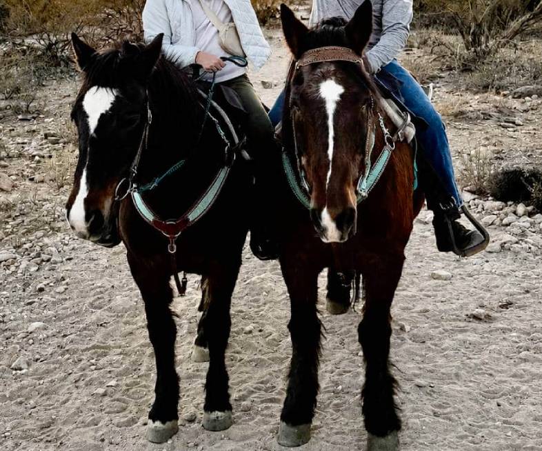 Bonnie and Clyde, two trail horses at Catalina Riding Club in Tucson, Arizona