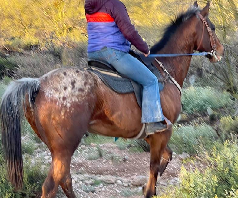 Hero, a sturdy trail horse at Catalina Riding Club in Tucson, Arizona