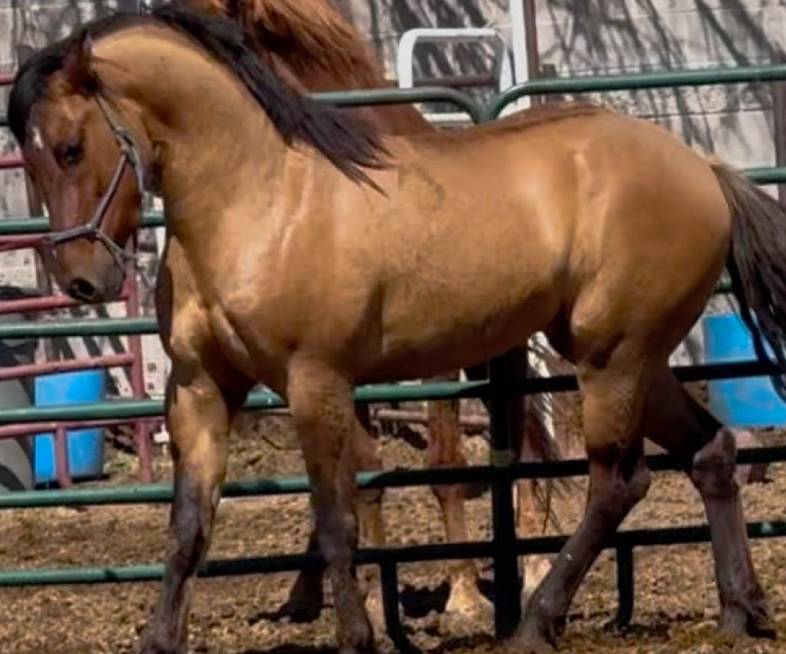 Iconic, a majestic trail horse at Catalina Riding Club in Tucson, Arizona