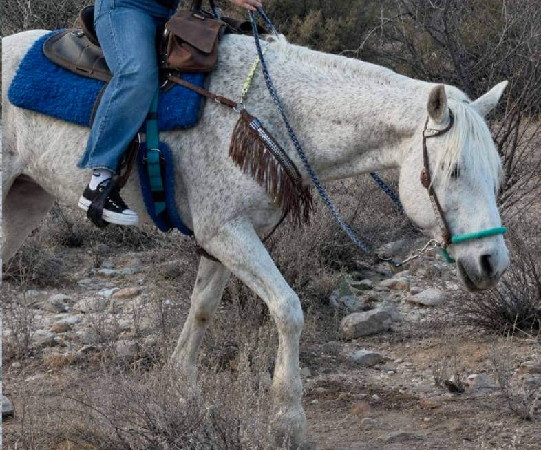 Lacey, a graceful light gray horse at Catalina Riding Club in Tucson, Arizona