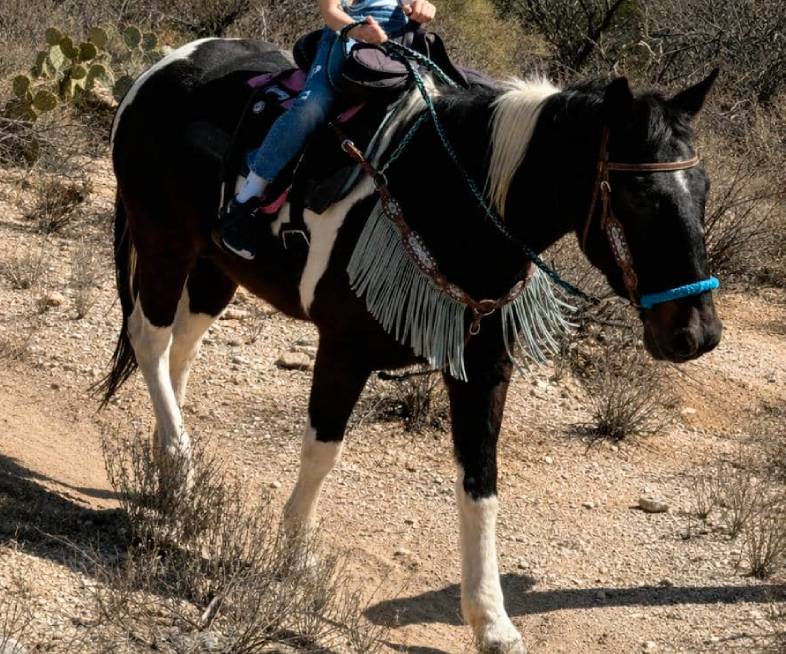 Luna, a gentle trail horse at Catalina Riding Club in Tucson, Arizona